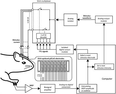 Rapid Identification of Cortical Motor Areas in Rodents by High-Frequency Automatic Cortical Stimulation and Novel Motor Threshold Algorithm